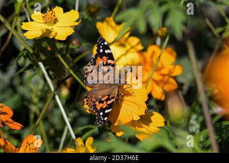 Bemalte Dame oder Vanessa cardui ein bekannter bunter Schmetterling auf orange Kosmos Blume. Stockfoto