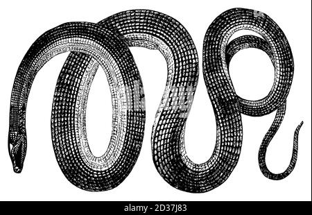 Stich einer Glasschlange (isoliert auf Weiß) aus dem 19. Jahrhundert. Veröffentlicht in Systematischer Bilder-Atlas zum Conversations-Lexikon, Ikonographische Encyk Stockfoto