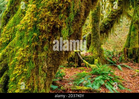 Ahornbäume bedeckt mit Moosen in der Hall of Mosses im Hoh River Regenwald, Olympic National Park, Washington State, USA. Stockfoto