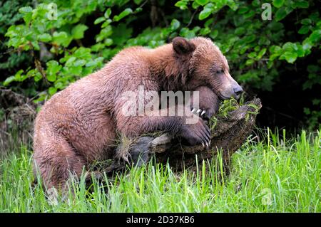 Nahaufnahme eines Grizzly-Bären, der auf einem Stück Holz auf einem Wiesenfeld ruht Stockfoto