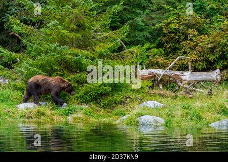 Braunbär (Ursus arctos) bei einem Fischbrüter auf Baranof Island, Tongass National Forest, Südost-Alaska, USA. Stockfoto