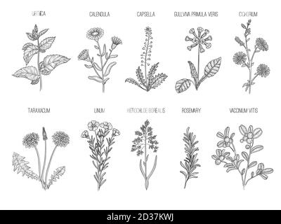 Medizinische Kräuter. Kräuter floral Sammlung gesunde Blumen Blätter Vektor handgezeichnete Illustrationen Stock Vektor