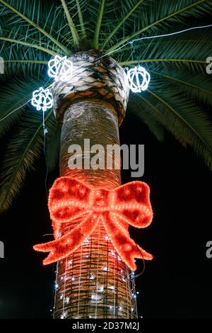 Dattelpalme festlich geschmückt zu Weihnachten mit Girlanden in Form einer roten Schleife. Stockfoto