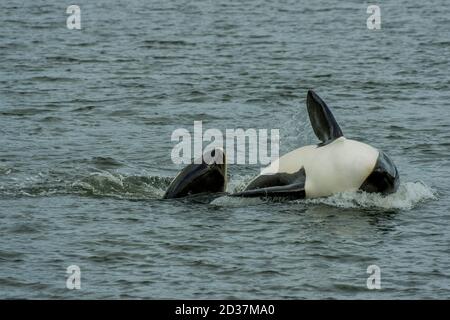 Mutter Orca (Killer Whale) mit Baby vor Wrangell Island, im Südosten Alaskas, USA. Stockfoto