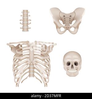 Menschliches Skelett. Schädel und Knochen Anatomie für Ärzte medizinisch realistische Vektorbilder Stock Vektor