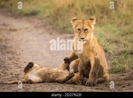 Zwei junge Löwen spielen im Schmutz im Serengeti Nationalpark In Tansania Stockfoto