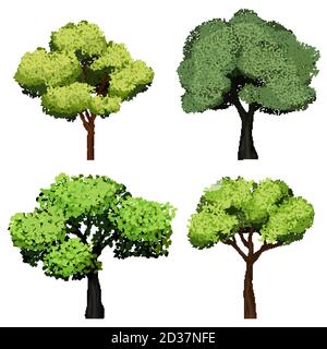 Bäume realistisch. Natur Garten botanische Sammlung Bäume mit grünen Blättern Vektor-Illustrationen Stock Vektor