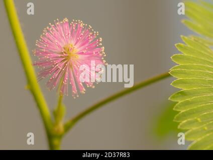 Mimosa pudica in sehr schöner rosa Blume. Nahaufnahme Stockfoto