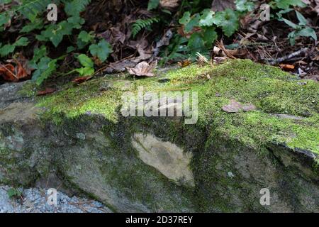 Eine moosbedeckte Steinmauer in einem Wald in Durham, North Carolina, USA Stockfoto