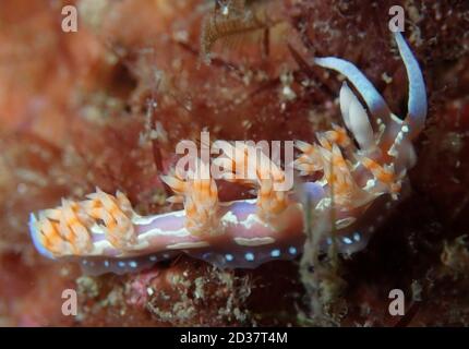 Schnell bewegende bunte Nudibranch, Arraial do Cabo, Brasilien Stockfoto