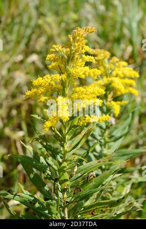 Eine Goldrute Wildflower (solidago) Pflanze auf einem Feld auf dem Bruce Trail im Boyne Valley Provincial Park, Ontario, Kanada. Stockfoto