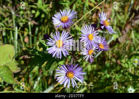 Purple New England Aster Flowers, oder Symphyotrichum novae-angliae, wächst in einer Waldlichtung im Algonquin Provincial Park, Ontario, Kanada. Stockfoto