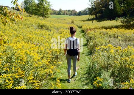 Eine alleinreisende Wanderin, die auf dem Bruce Trail im Boyne Valley Provincial Park, Ontario, Kanada, durch ein Feld von Goldrutenwildblumen (solidago) geht. Stockfoto