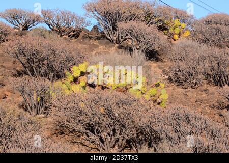 Ocean's Coast View Montana Amarilla Teneriffa Stockfoto