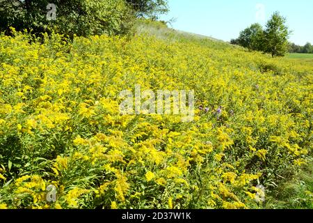 Ein Feld von Goldruten-Wildblumen (solidago) auf dem Bruce Trail im Boyne Valley Provincial Park, Ontario, Kanada. Stockfoto