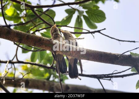 Paarungswechselwirkungen, Paarbindung: Gegenseitige Reinigung des Gefieders (Prägung). Ceylon Rufous Babbler (Turdoides rufescens) - Sri Lanka endemische Arten, Stockfoto