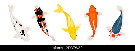 Koi Karpfen Fische Vektor-Illustration. Japanischer Koi-Fisch isoliert auf weißem Hintergrund. Farbige Karpfenfische, japanische Goldfisch-Illustration Stock Vektor