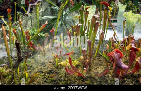 Ausstellung von Kannenpflanzen (sarracenia alata), fleischfressende Pflanzen, die beeindruckende Kannenpflanzen produzieren, die die Insektenbeute fangen, Sydney Botanical Garden Stockfoto