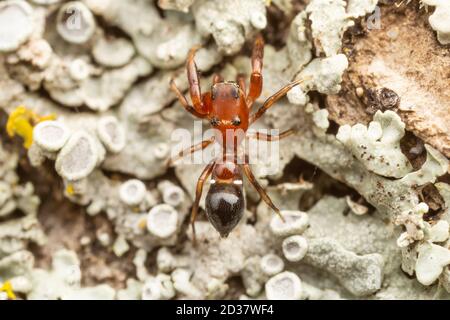 Springende Spinne (Synageles sp.), eine Ameisenimikerin, auf der Seite eines Baumes. Stockfoto