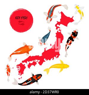 Koi Fisch und Karte von Japan auf weißem Hintergrund, Vektorgrafik Stock Vektor
