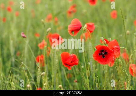 Leuchtend rote Mohnblüten, die in unreifen grünen Weizenfeldern wachsen Stockfoto
