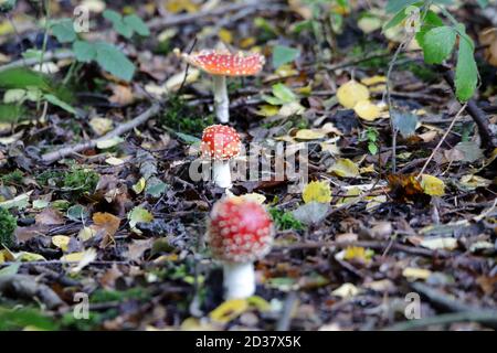 3 Fliegen Sie agarisch oder fliegen Sie amanita (Amanita muscaria) in einer Linie, ist der rot-weiß-gefleckte Pilz wohl die ikonischste Toadstool-Art Stockfoto