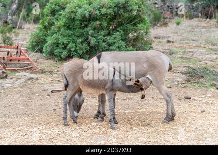 Ein kleiner grauer Esel wird von seiner Mutter auf einem kleinen Bauernhof gesäugt. Stockfoto