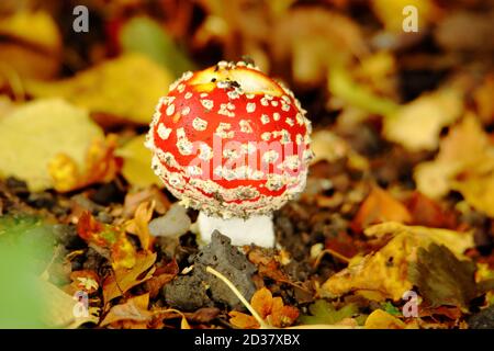 Agarie oder Amanita fliegen (Amanita muscaria) Der rot-weiß gefleckte Pilz ist wohl der ikonischste Toadstool Art Stockfoto