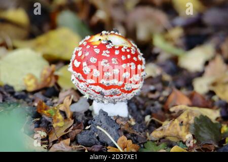 Agarie oder Amanita fliegen (Amanita muscaria) Der rot-weiß gefleckte Pilz ist wohl der ikonischste Toadstool Art Stockfoto