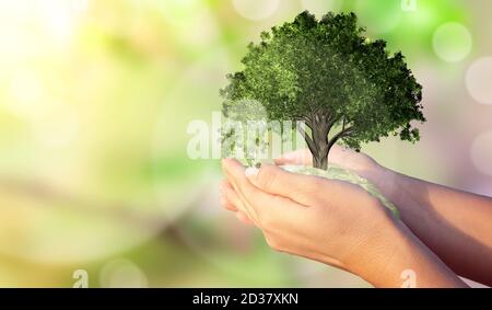 Die Hände einer Frau halten einen Miniaturbaum. Ökologische Biodiversität im Ökosystemkonzept. Hintergrund als Konzept der Energieeffizienz. Die Kraft von gr Stockfoto