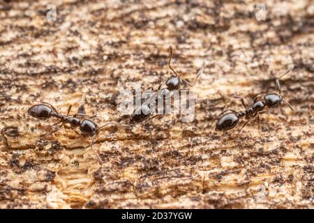 Kleine Schwarze Ameisen (Minimum Monomorium) Stockfoto