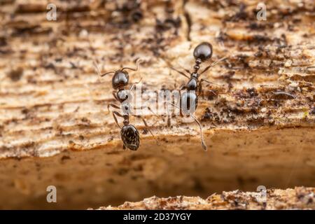 Kleine Schwarze Ameisen (Minimum Monomorium) Stockfoto