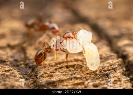 Rot importierte Feueranse (Solenopsis invicta) Arbeiter verschiedener Größen verlagern Puppen von einem Teil eines verfallenden Holzes zum anderen. Stockfoto