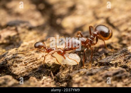 Rot importierte Feueranse (Solenopsis invicta) Arbeiter verschiedener Größen verlagern Puppen von einem Teil eines verfallenden Holzes zum anderen. Stockfoto