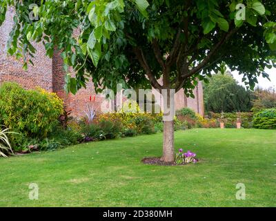 Chenies Manor Gärten im September. Maulbeerbaum an der Seite des Herrenhauses Chenies.Herbstcrocus am Fuße des Baumes. Stockfoto