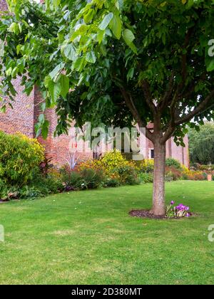 Chenies Manor Gärten im September. Maulbeerbaum an der Seite des Herrenhauses Chenies.Herbstcrocus am Fuße des Baumes. Stockfoto