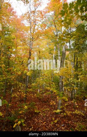 Herbstbaumfarben in einem Laubwald auf dem La Cloche Silhouette Trail im Killarney Provincial Park, Ontario, Kanada. Stockfoto