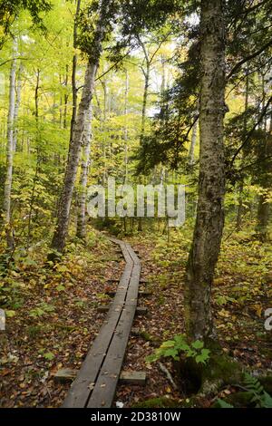 Herbstbaumfarben in einem gemischten Nadel- und Laubwald auf dem La Cloche Silhouette Trail im Killarney Provincial Park, Ontario, Kanada. Stockfoto