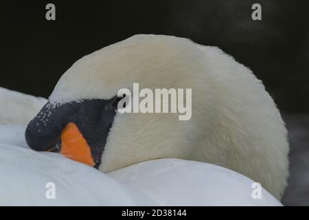 Stumm Schwanenkopf aus der Nähe. Stockfoto