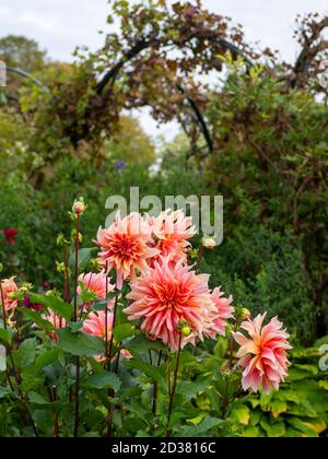 Chenies Manor Gärten im September. Dekoratives Dahlia Labyrinth eingerahmt von den Weinreben auf den Bögen. Atemberaubende große rosa orange Blüten. Stockfoto