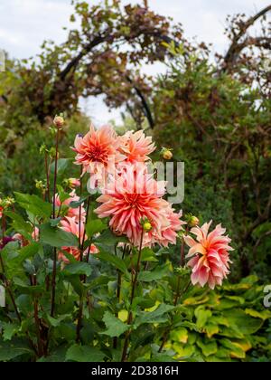 Chenies Manor Gärten im September. Dekoratives Dahlia Labyrinth eingerahmt von den Weinreben auf den Bögen. Atemberaubende große rosa orange Blüten. Stockfoto