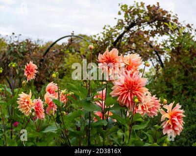 Chenies Manor Gärten im September. Dekoratives Dahlia Labyrinth eingerahmt von den Weinreben auf den Bögen. Atemberaubende große rosa orange Blüten. Stockfoto