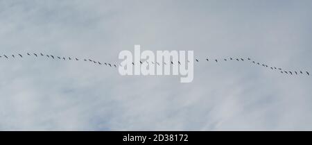 Ein Schwarm von pinkfarbenen Gänsen im Flug. Stockfoto