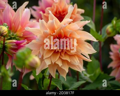 Nahaufnahme eines atemberaubenden Dahlia Labyrinths im Chenies Manor Gardens im September. Detail dieser schönen Pastellorange dekorative Dahlia Blüte. Stockfoto