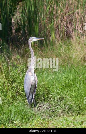 Im Nebel der grünen Feuchtgebiete Gräser, ein großer blauer Reiher posiert für sein Bild. Stockfoto
