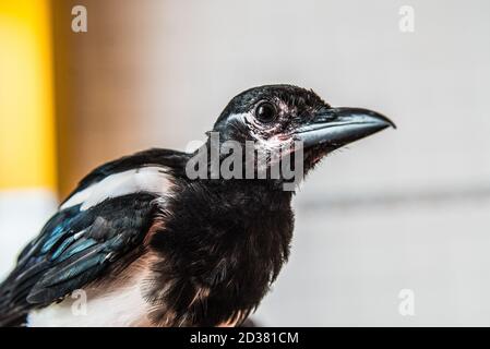 Zahme junge Elster, gerettet bei ein paar Tagen alt Leben in einem häuslichen Bad, bis bereit, in die Wildnis entlassen werden. Stockfoto