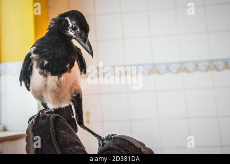 Zahme junge Elster, gerettet bei ein paar Tagen alt Leben in einem häuslichen Bad, bis bereit, in die Wildnis entlassen werden. Stockfoto