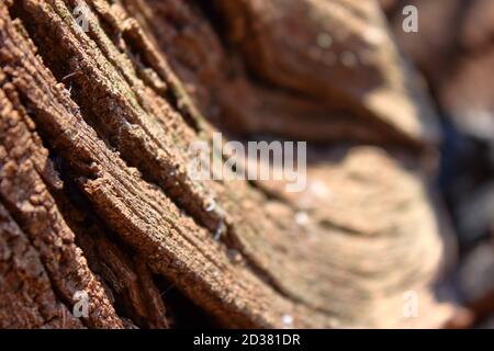 Gewundene Textur eines trockenen Holzstamms Stockfoto