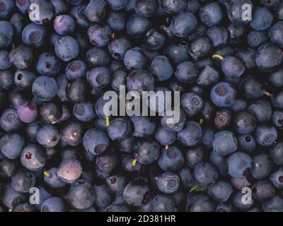 Nahaufnahme von frisch geernteten Heidelbeeren Stockfoto