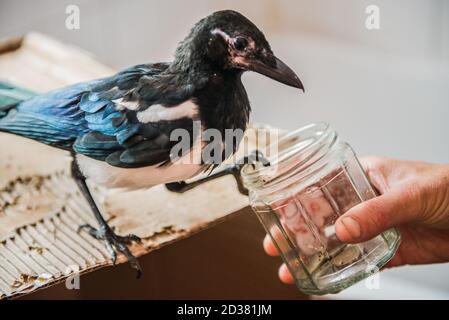 Zahme junge Elster, gerettet bei ein paar Tagen alt Leben in einem häuslichen Bad, bis bereit, in die Wildnis entlassen werden. Stockfoto